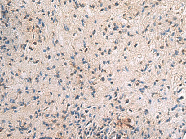 Immunohistochemistry of paraffin-embedded Human brain tissue  using PA2G4 Polyclonal Antibody at dilution of 1:60(?200)