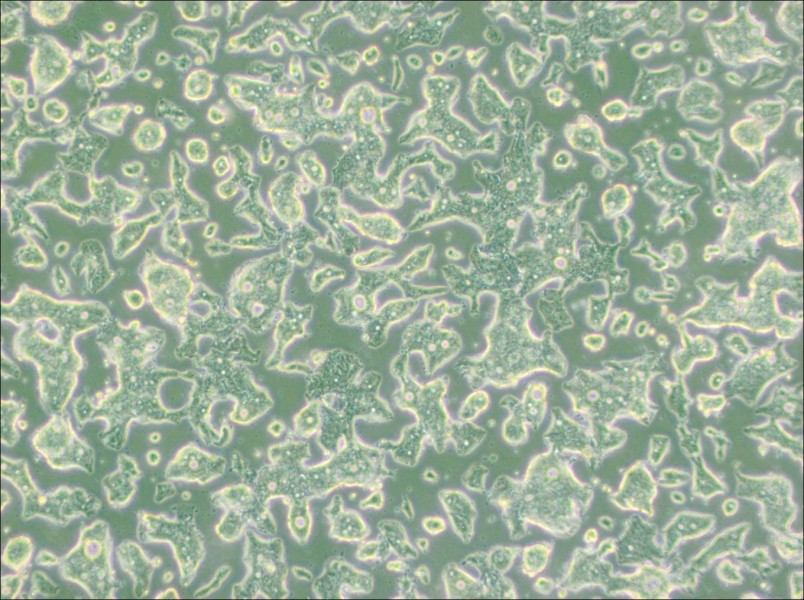 SW948 (L15) Cell Complete Medium-searchlist-1