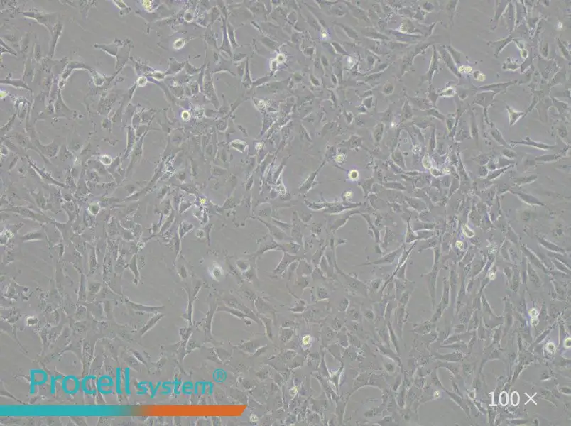 12Z Cell Complete Medium - 2