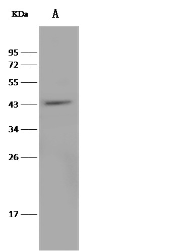 Recombinant TRAIL R4/CD264/TNFRSF10D Monoclonal Antibody-searchlist-1