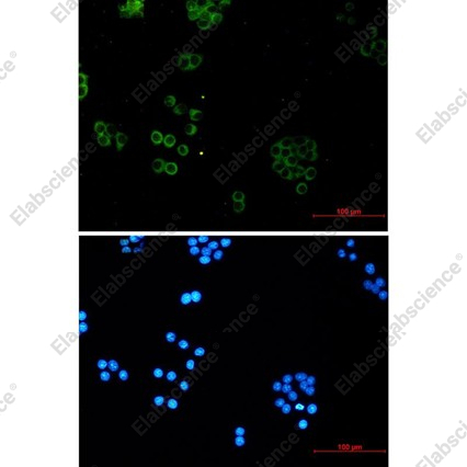 Recombinant SNX5 Monoclonal Antibody - 4