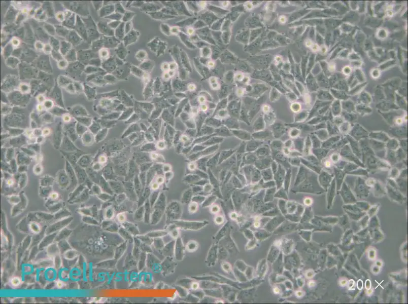 CHO Cell Complete Medium - small - 6