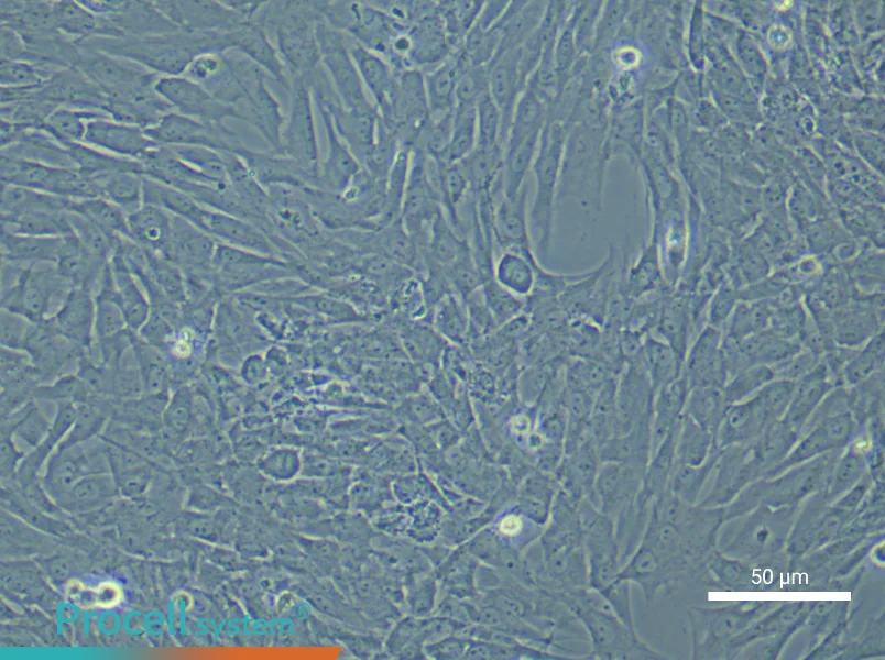 Rat Oral Mucosal Fibroblast Complete Medium - 6
