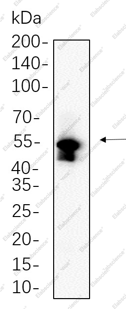 Recombinant MLKL Monoclonal Antibody - 1