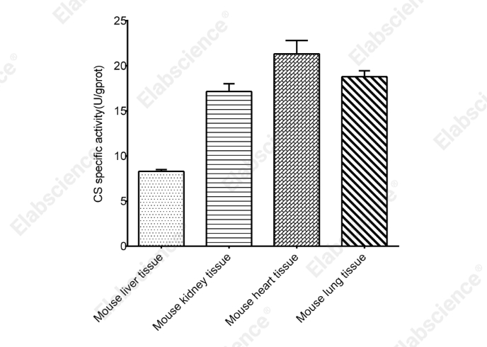 Citrate Synthase (CS) Activity Assay Kit - 2