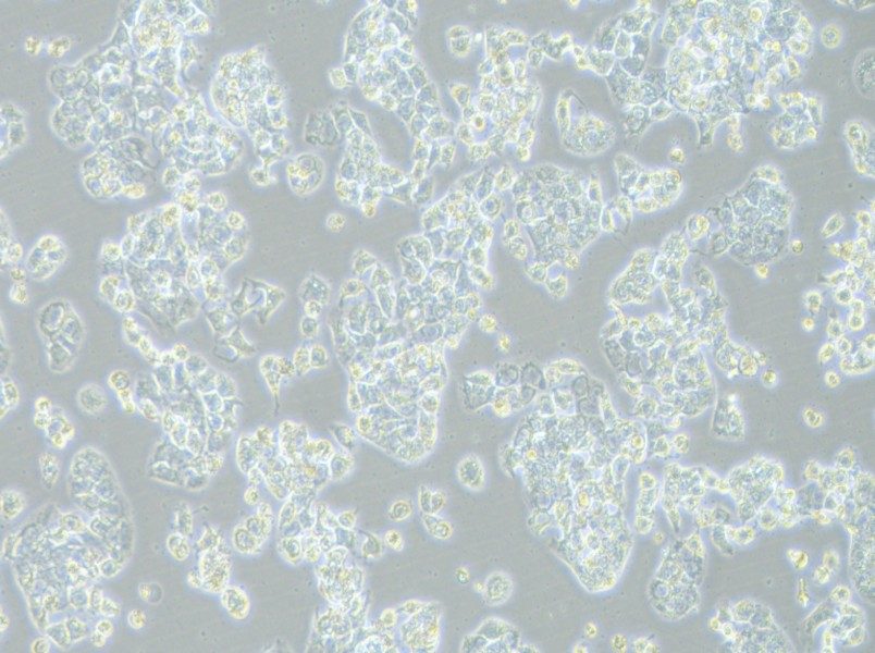 HCC1569 Cell Complete MediumHCC1569 Cell Complete Medium - 3