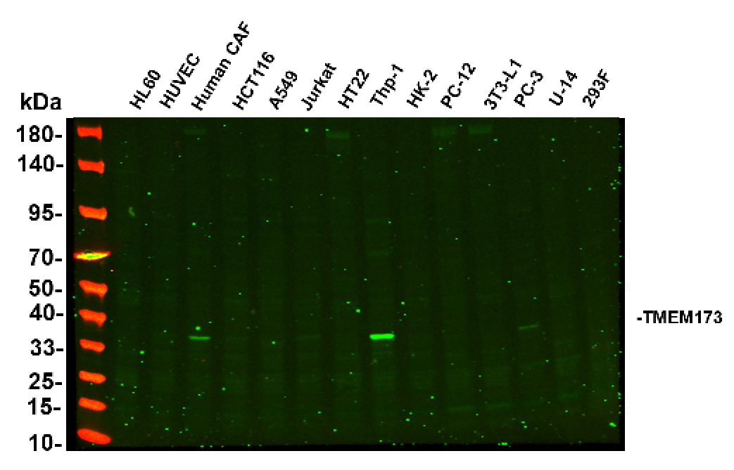 Recombinant TMEM173 Monoclonal Antibody - 2