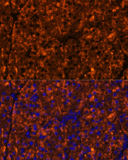 Immunofluorescence analysis of Mouse pancreas using SERPINI2 Polyclonal Antibody at dilution of  1:100 (40x lens). Blue: DAPI for nuclear staining.