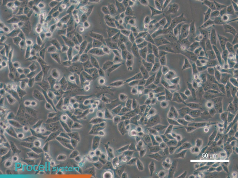 4T1 Cell Complete Medium - small - 6