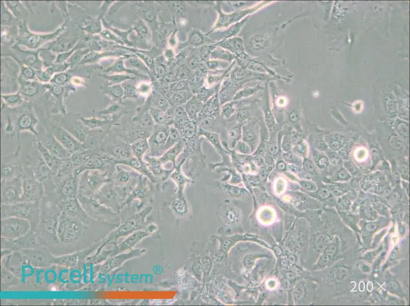 NCI-H1568 [H1568] Cell Complete Medium - 4