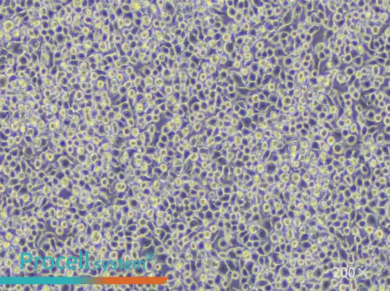 WEHI-3 Cell Complete Medium - 5