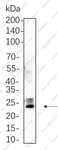 Recombinant Bak Monoclonal Antibody - 1