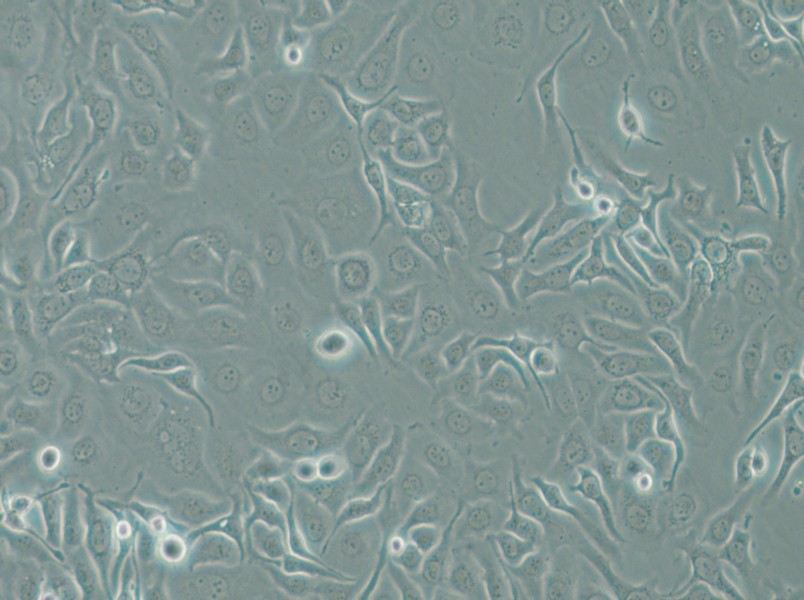 HCC1143 Cell Complete Medium - small - 4