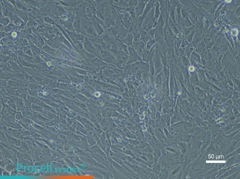 Mouse Embryonic Lung Fibroblast Complete Medium - 5