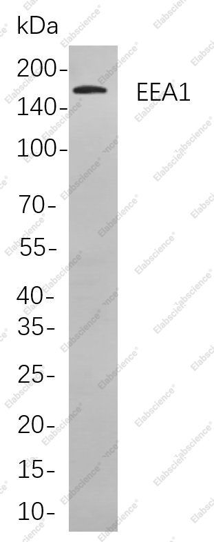 Recombinant EEA1 Monoclonal Antibody - 1