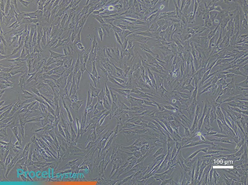 Porcine Skeletal Muscle Satellite Cell Complete MediumPorcine Skeletal Muscle Satellite Cell Complete Medium - 3