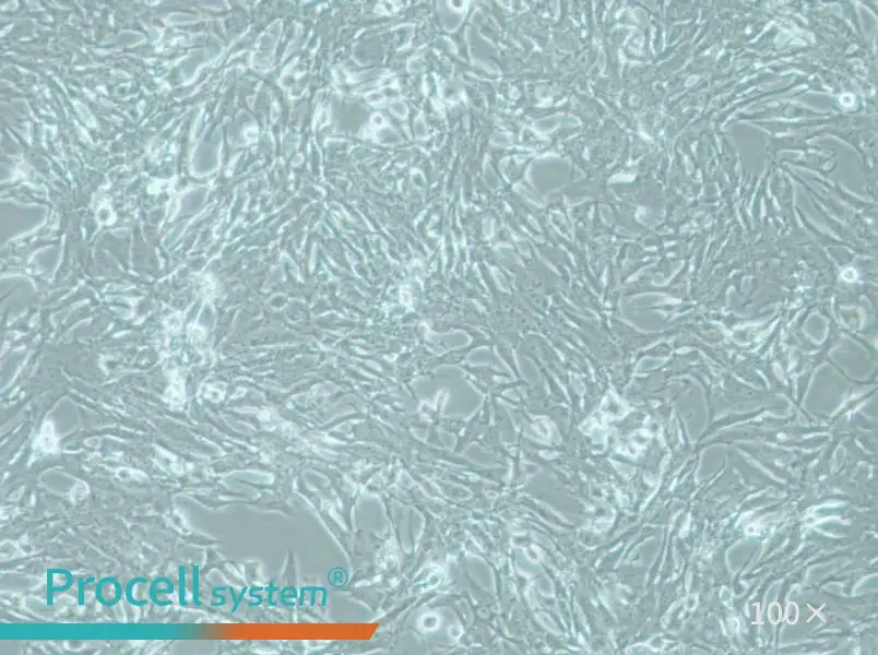 MOG-G-UVW Cell Complete Medium - 1