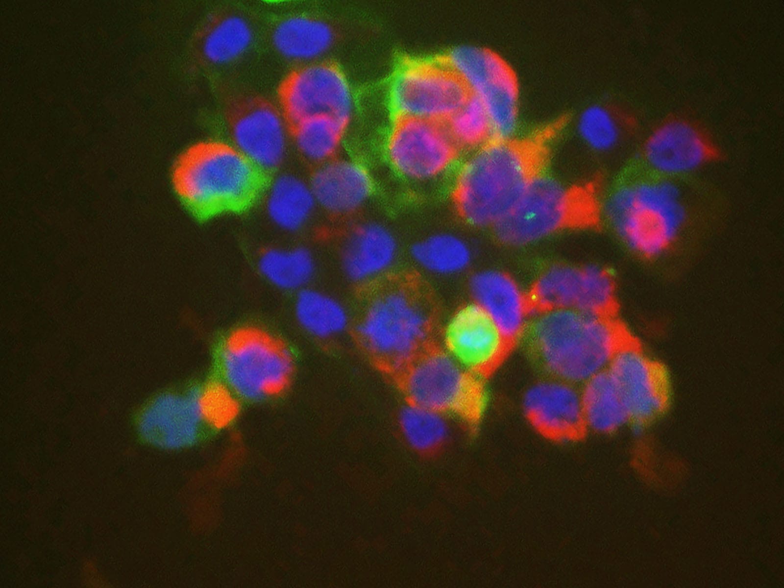 Purified Anti-Mouse CD71 Antibody[R17 217.1.3/TIB-219]-产品推荐-1