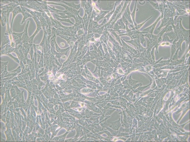 Panc02 Cell Complete Medium - 4