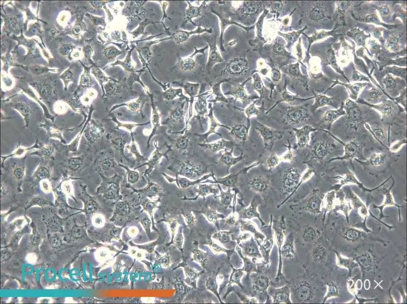 HCC1588 Cell Complete Medium - 4