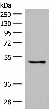 Western blot analysis of 293T cell lysate  using GPR152 Polyclonal Antibody at dilution of 1:600