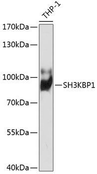 Western blot analysis of extracts of THP-1 cells using SH3KBP1 Polyclonal Antibody at dilution of 1:1000.