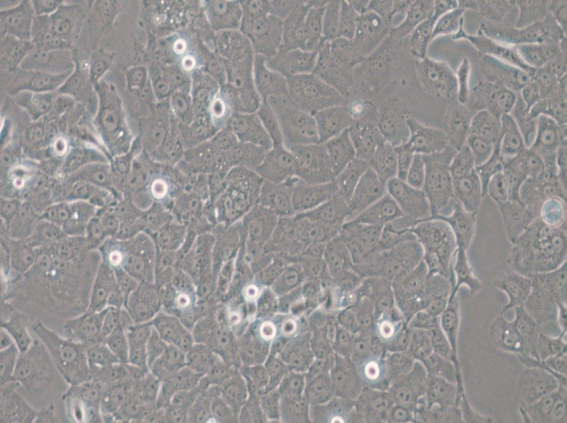 HCC4006 Cell Complete Medium - 4