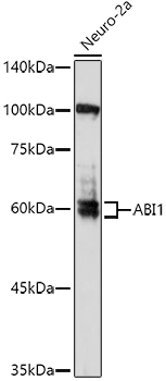 Western blot analysis of extracts of Neuro-2a cells using ABI1 Polyclonal Antibody at 1:1000 dilution.