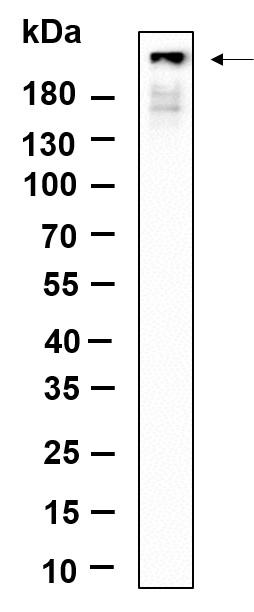 Recombinant Phospho-IRF3 (Ser396) Monoclonal Antibody-searchlist-1