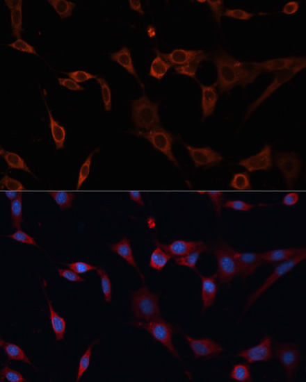 Immunofluorescence analysis of NIH/3T3 cells using PDIA2 Polyclonal Antibody at dilution of  1:100. Blue: DAPI for nuclear staining.