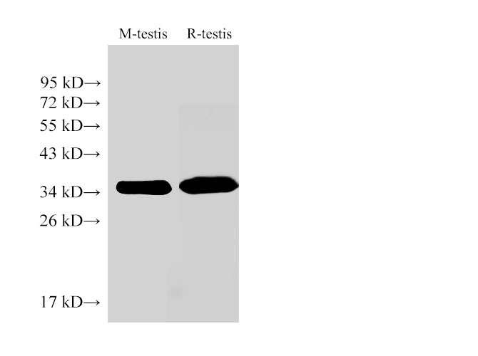 Western Blot analysis of 1)Mouse testis, 2)Rat testis using LDHC Ployclonal Antibody at dilution of 1:1000.