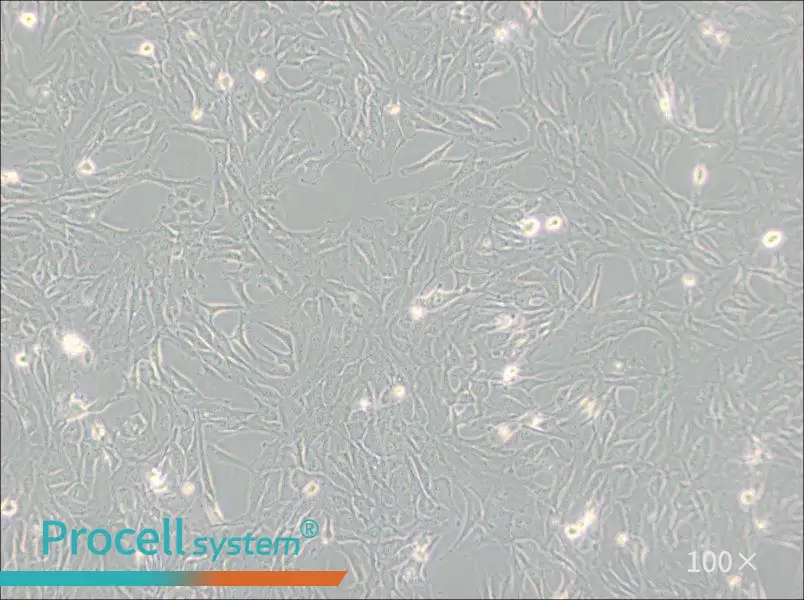 Calu-1 Cell Complete Medium - 1