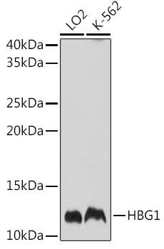 Western blot analysis of extracts of various cell lines using HBG1 Polyclonal Antibody at 1:1000 dilution.