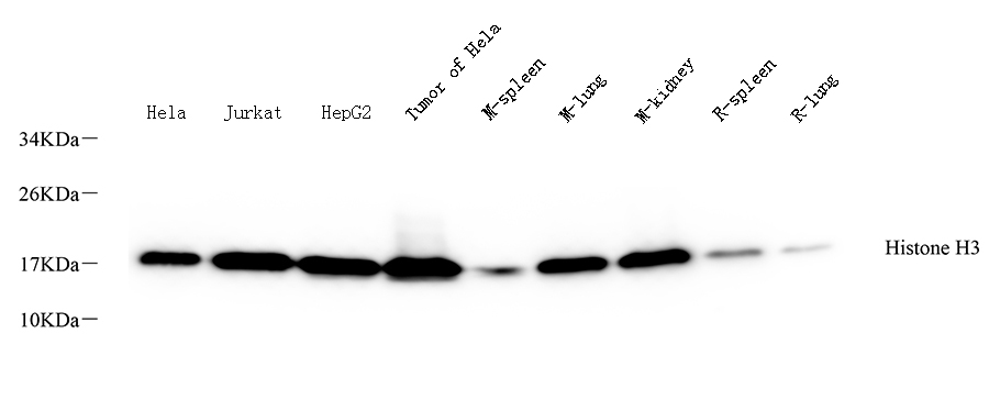 Western Blot analysis of various samples using Histone H3 Polyclonal Antibody at dilution of 1:500.