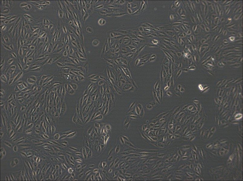 ARPE-19 Cell Complete Medium-searchlist-1