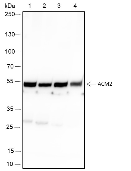 Recombinant Muscarinic Acetylcholine Receptor 2/CM2 Monoclonal Antibody-searchlist-1