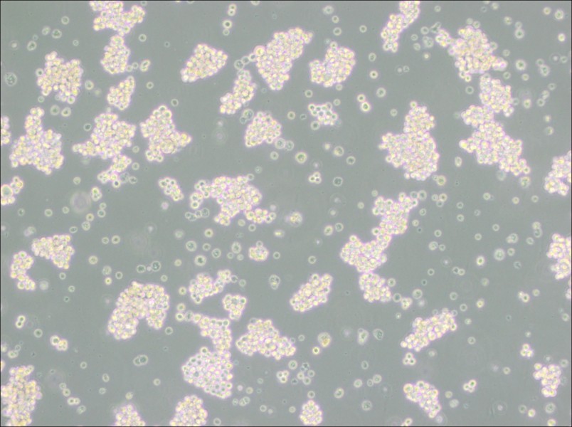 MMQ Cell Complete MediumMMQ Cell Complete Medium - 2