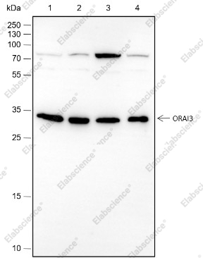 Recombinant ORAI3 Monoclonal Antibody - 1