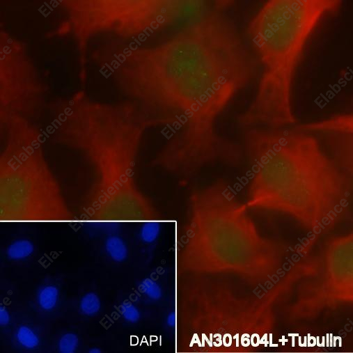 Recombinant MSH2 Monoclonal Antibody - 4