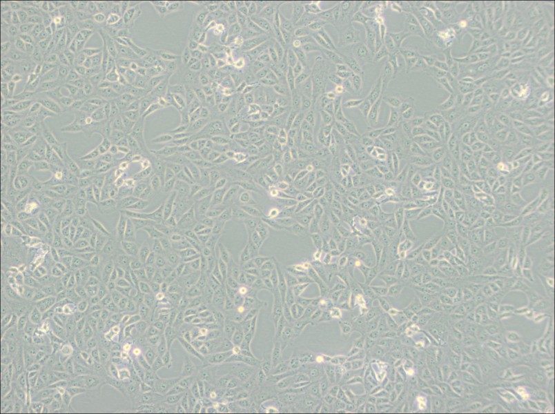 MA-104 [MA104] Cell Complete Medium - small - 2