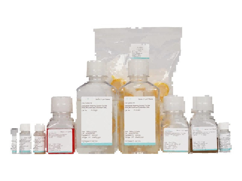 Rat Brain Microvascular Endothelial Cell Isolation and Culture KitRat Brain Microvascular Endothelial Cell Isolation and Culture Kit - 2