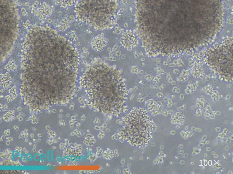 JVM-2 Cell Complete Medium - 2