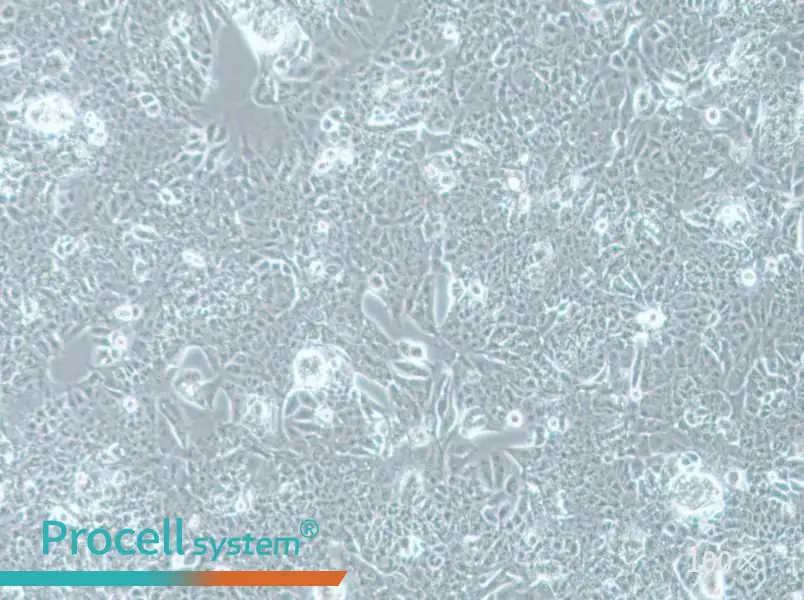 NCI-H1793 Cell Complete MediumNCI-H1793 Cell Complete Medium - 2