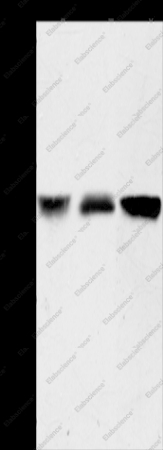 ACOT9 Polyclonal Antibody - 1