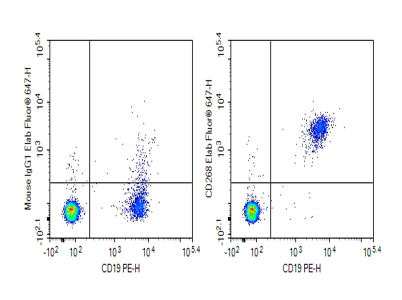 Purified Anti-Human CD268 Antibody[H353-8H11] - 1