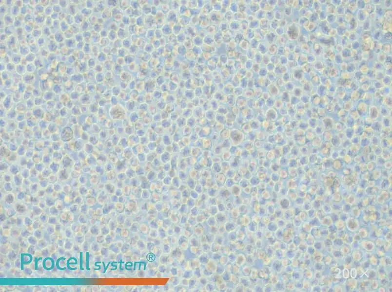 LP-1 Cell Complete Medium - 6