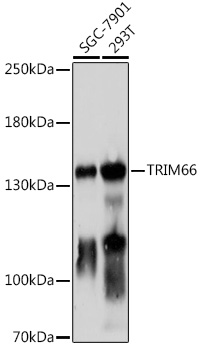 Western blot analysis of extracts of various cell lines using TRIM66 Polyclonal Antibody at 1:1000 dilution.