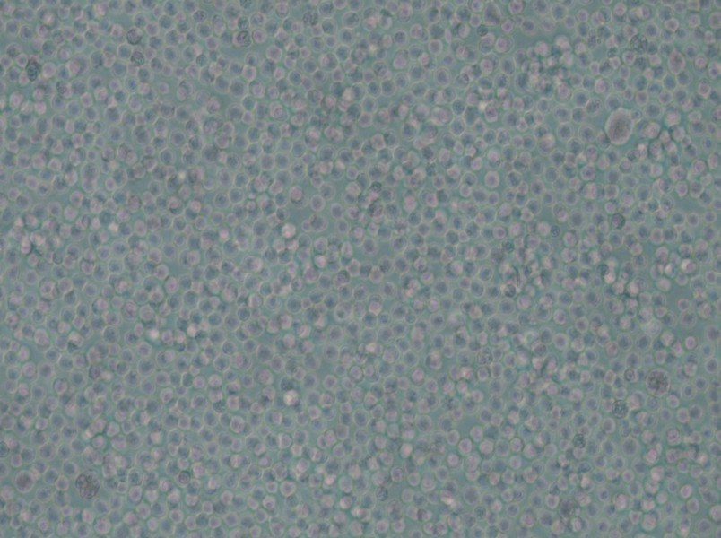 skm-1 Cell Complete Medium - 4