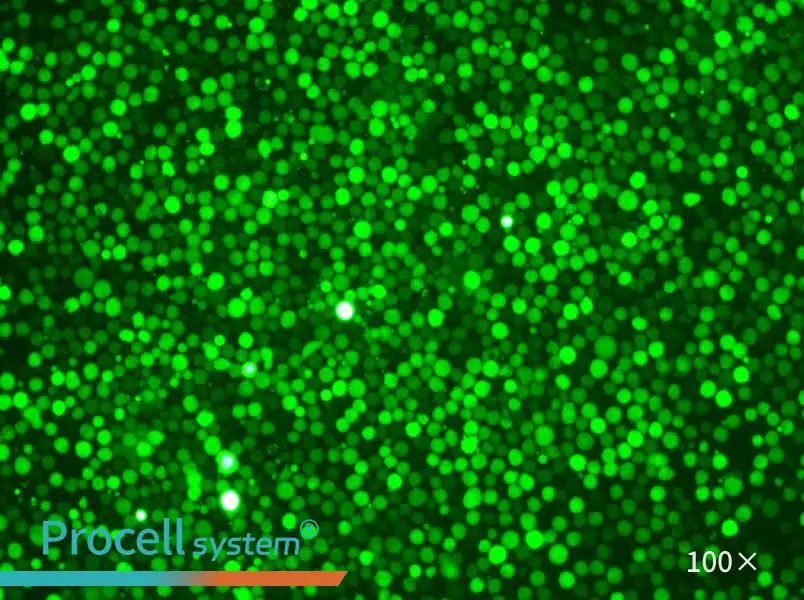 K-562-GFPK-562-GFP - 3