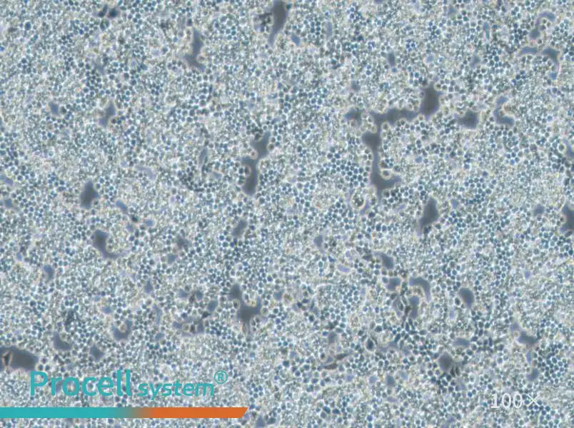F9 Cell Complete Medium - 1